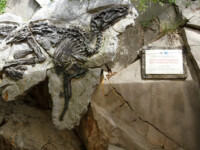 Dinosauro Antonio (Trieste) Dinosauro Antonio (Trieste)