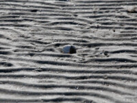 Ripple marks Ripple marks